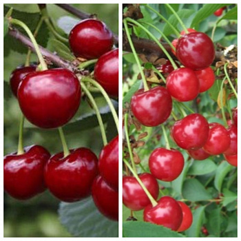 Дерево-сад (5 летка) вишня 2 сорта Памяти Вавилова-Игрушка