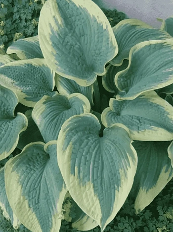 Хоста Robert Frost