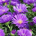 Астра Ново-бельгийская Magic Purple