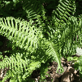 Щитовник родственный Cristata The King