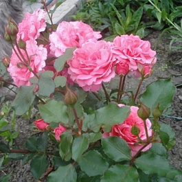 Роза флорибунда Том Том