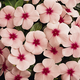 Катарантус Пацифика Эприкот