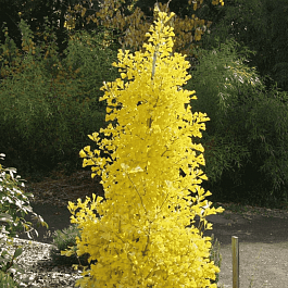 Гинкго двулопастный Menhir