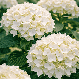 Гортензия крупнолистная Endless Summer The Bride