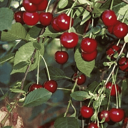 Вишня Тургеневка