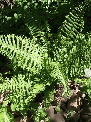 Щитовник родственный Cristata The King