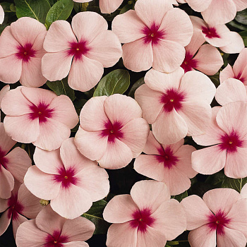 Катарантус Пацифика Эприкот