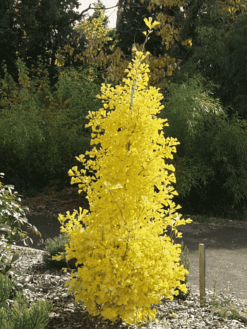 Гинкго двулопастный Menhir