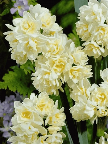 Нарцисс Erlicheer