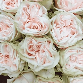 Роза чайно-гибридная Country Spirit Wedding