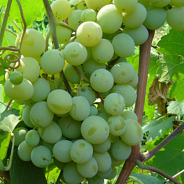 Виноград плодовый Талисман