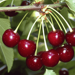 Вишня Харитоновская