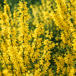 Форзиция промежуточная Boucle dOr Courtacour