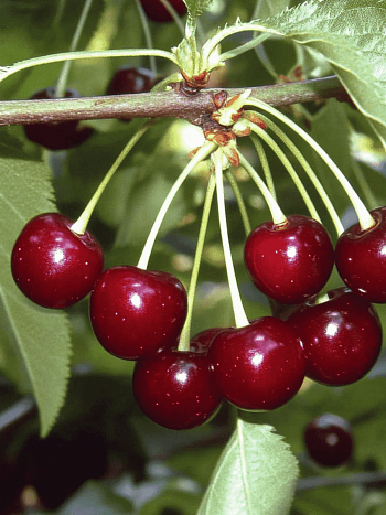 Вишня Харитоновская