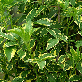 Бузина черная Варигата