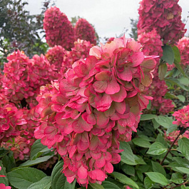 Гортензия метельчатая Бонфайр ПАТИО