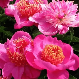 Пион Молочноцветковый Neon