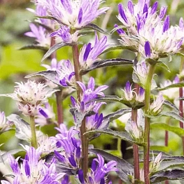 Колокольчик скученный Genti Twisterbell