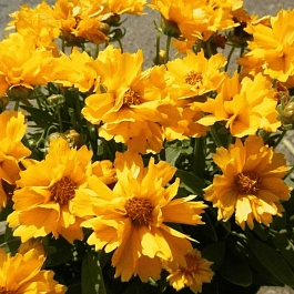 Кореопсис крупноцветковый Presto