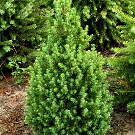 Ель канадская Коника Спиди Ель канадская Коника Спиди