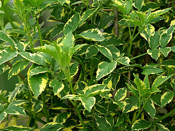 Бузина черная Варигата