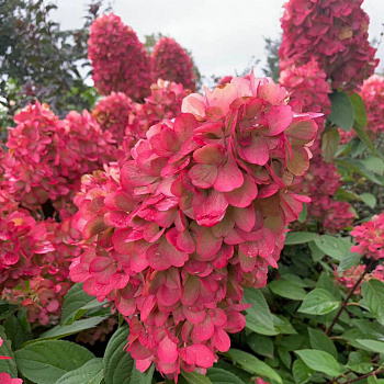 Гортензия метельчатая Бонфайр ПАТИО