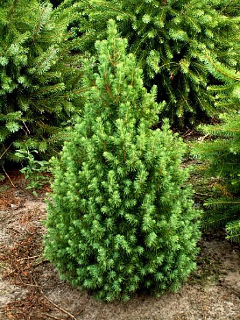 Ель канадская Коника Спиди
