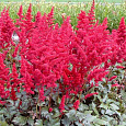 Астильба китайская Сardinal