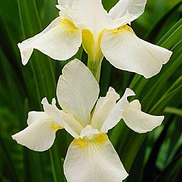 Ирис сибирский Вайт Свёл