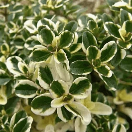 Тимьян обыкновенный Variegata