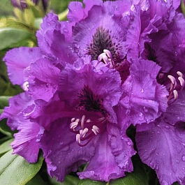 Рододендрон гибридный Mogambo