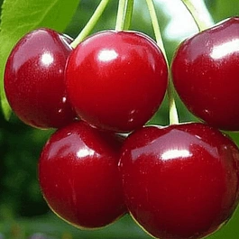 Вишня Любская