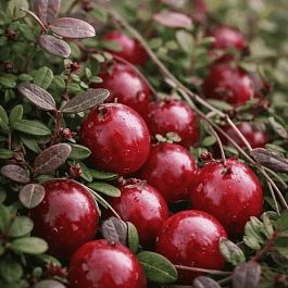 Клюква обыкновенная Stevens