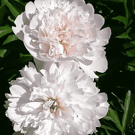 Пион Молочноцветковый Pecher