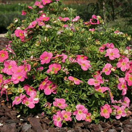 Лапчатка кустарниковая Беллисима