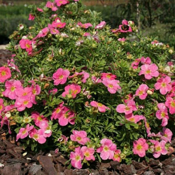 Лапчатка кустарниковая Беллисима