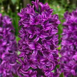 Гиацинт садовый Шоумастер