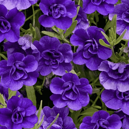 Калибрахоа  Calita dark blue (кашпо)