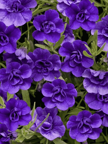 Калибрахоа  Calita dark blue (кашпо)