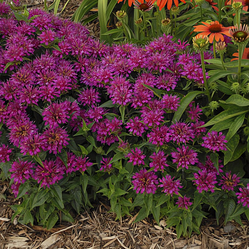 Монарда (Дикий бергамот) гибридная Balmy Purple