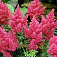 Астильба гибридная Raspberry