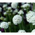Аремерия приморская White