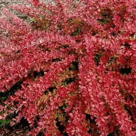Барбарис Тунберга Red Carpet
