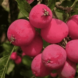 Яблоня Китайка Долго