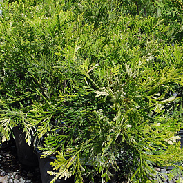 Туевик поникающий Variegata
