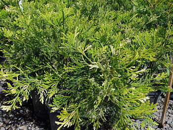Туевик поникающий Variegata