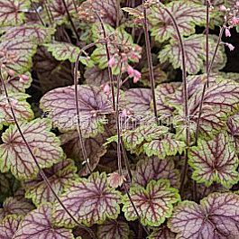 Гейхера гибридная Пикассо