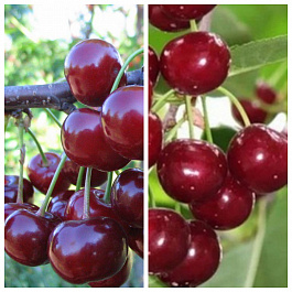 Дерево-сад (3-4 летка) вишня 2 сорта Ивановна - Эффектная