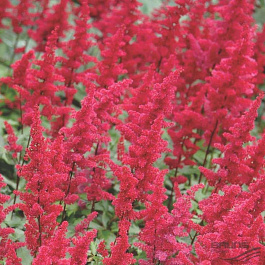 Астильба японская Дюссельдорф НАБОР 2ШТ (1+1)