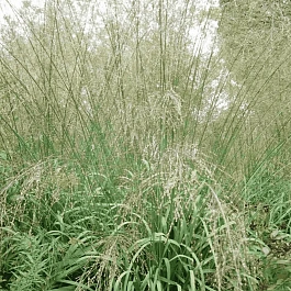 Молиния тростниковая Transparent